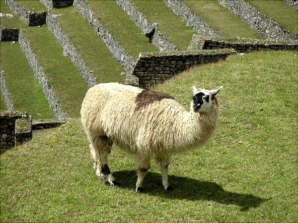 peru-0368